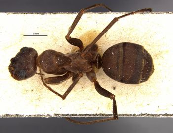 Media type: image;   Entomology 28817 Aspect: habitus dorsal view
